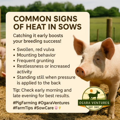 Signs Of Heat